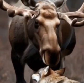 VfL Wolfsburg vs. 1899 Hoffenheim